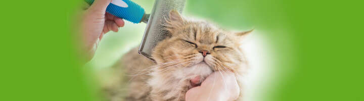 katzenpflege kategorieeinstiegsbanner katzenpflege kategorieeinstiegsbanner